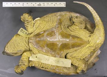 Media type: image; Herpetology R-1473